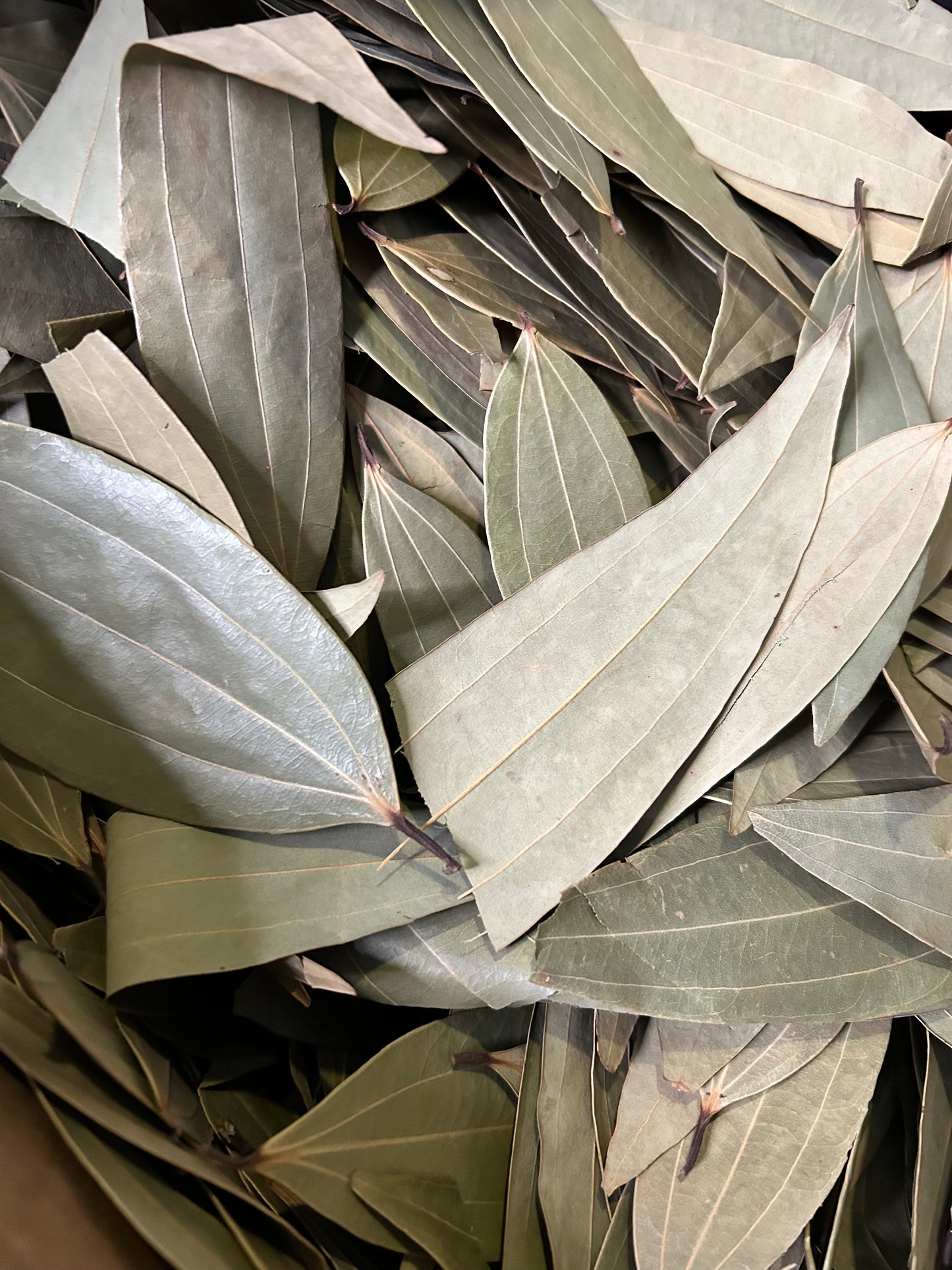MYSTIC PETITION LEAVES