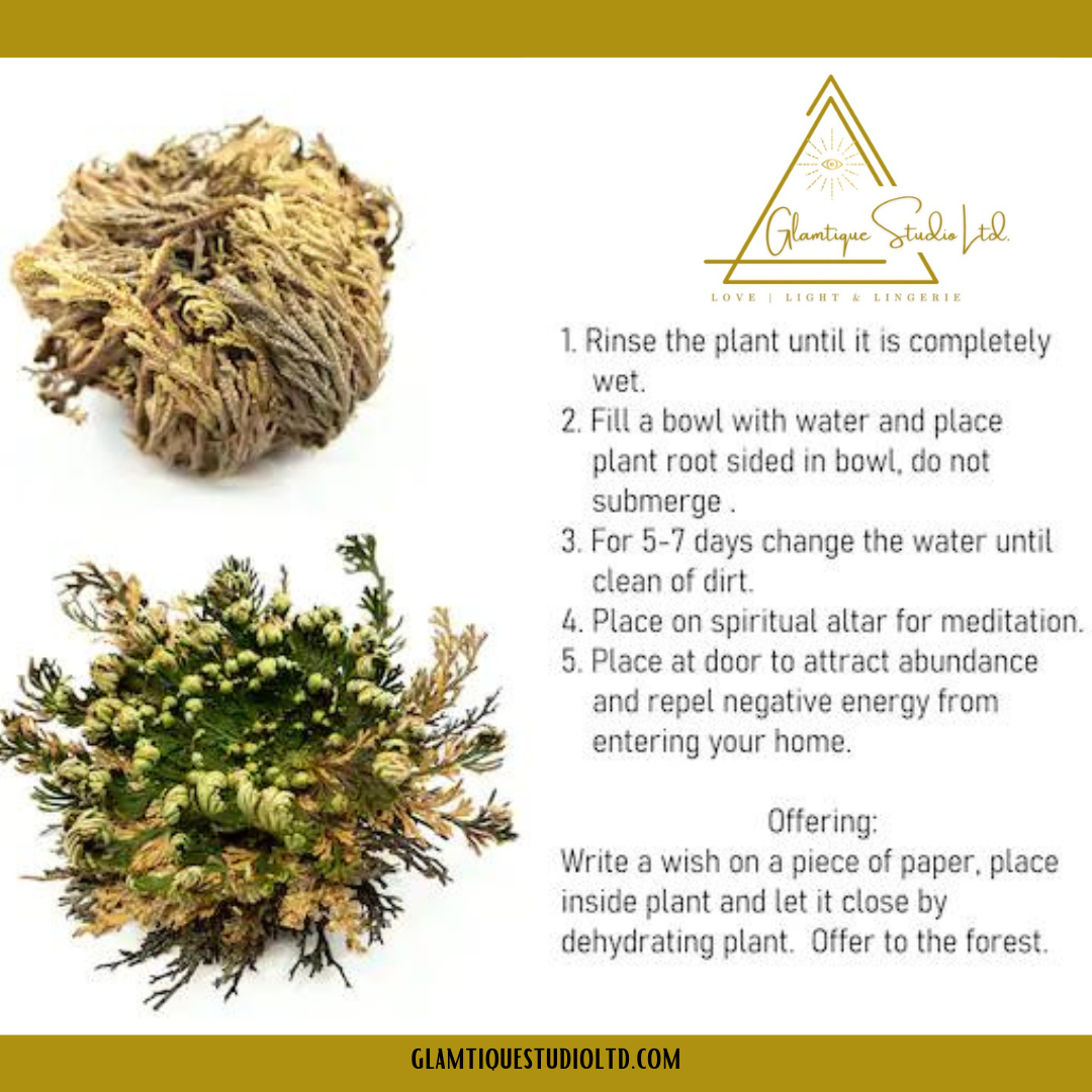 ROSE OF JERICHO