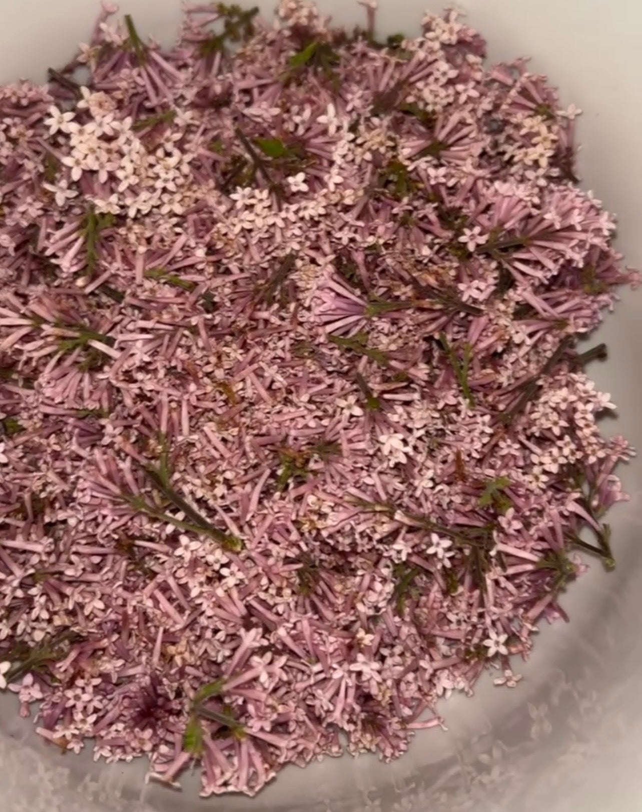Freshly gathered lilac blossoms prepared for the two-season infusion used in Soft Girl spiritual bath.
