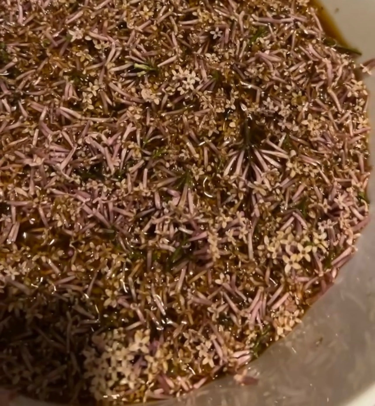Fresh lilac flowers steeping in the handcrafted infusion used to make Soft Girl spiritual bath.