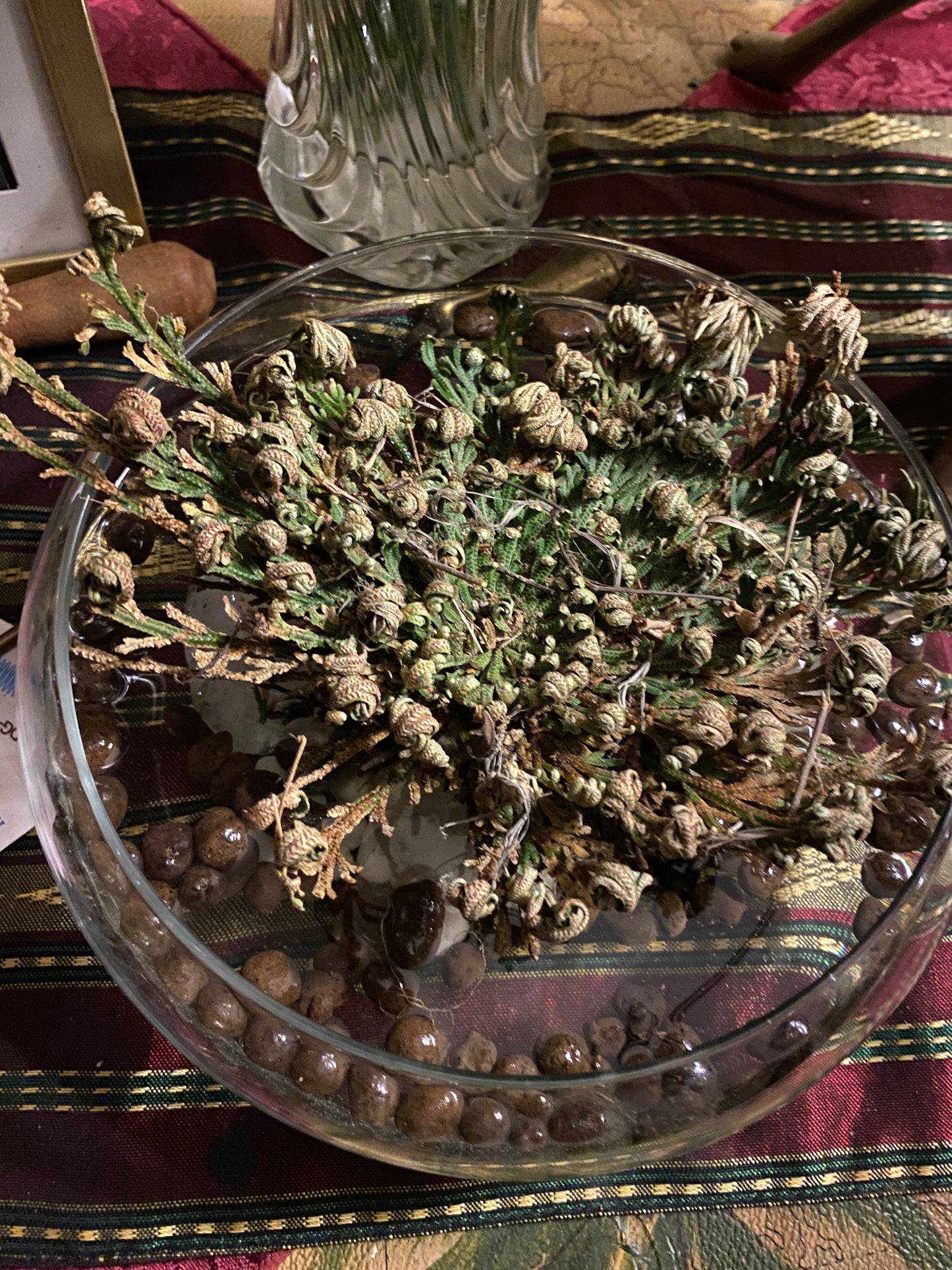 ROSE OF JERICHO