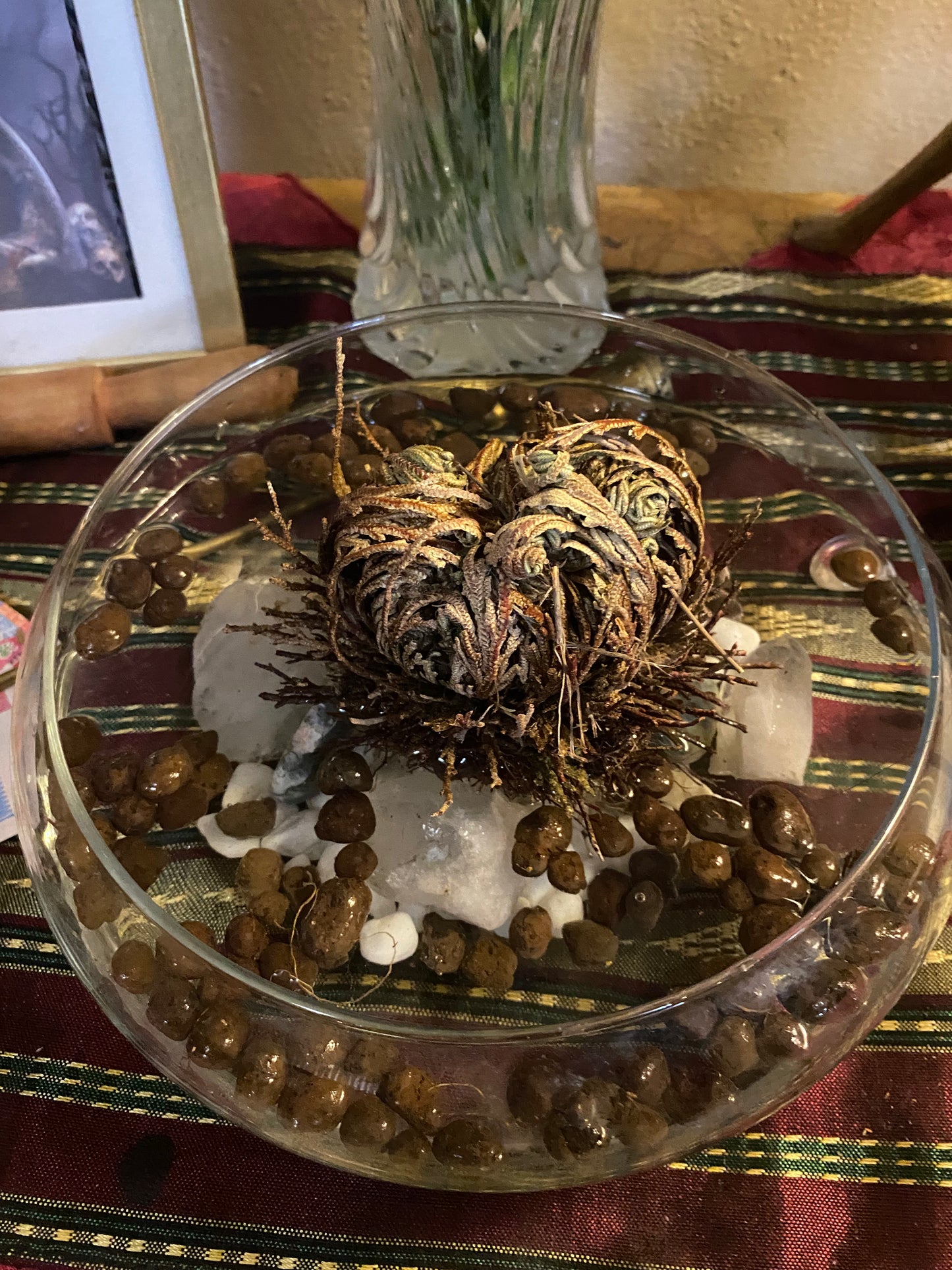 ROSE OF JERICHO